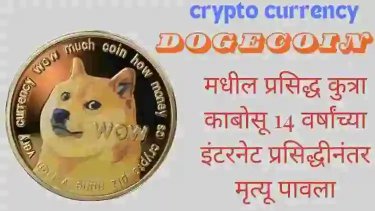 Dogecoin मधील प्रसिद्ध कुत्रा काबोसू 14 वर्षांच्या इंटरनेट प्रसिद्धीनंतर मृत्यू पावला